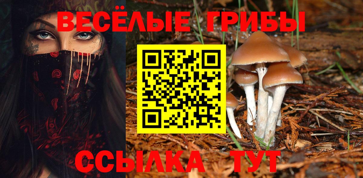 Псилоцибиновые грибы Psilocybine cubensis Протвино